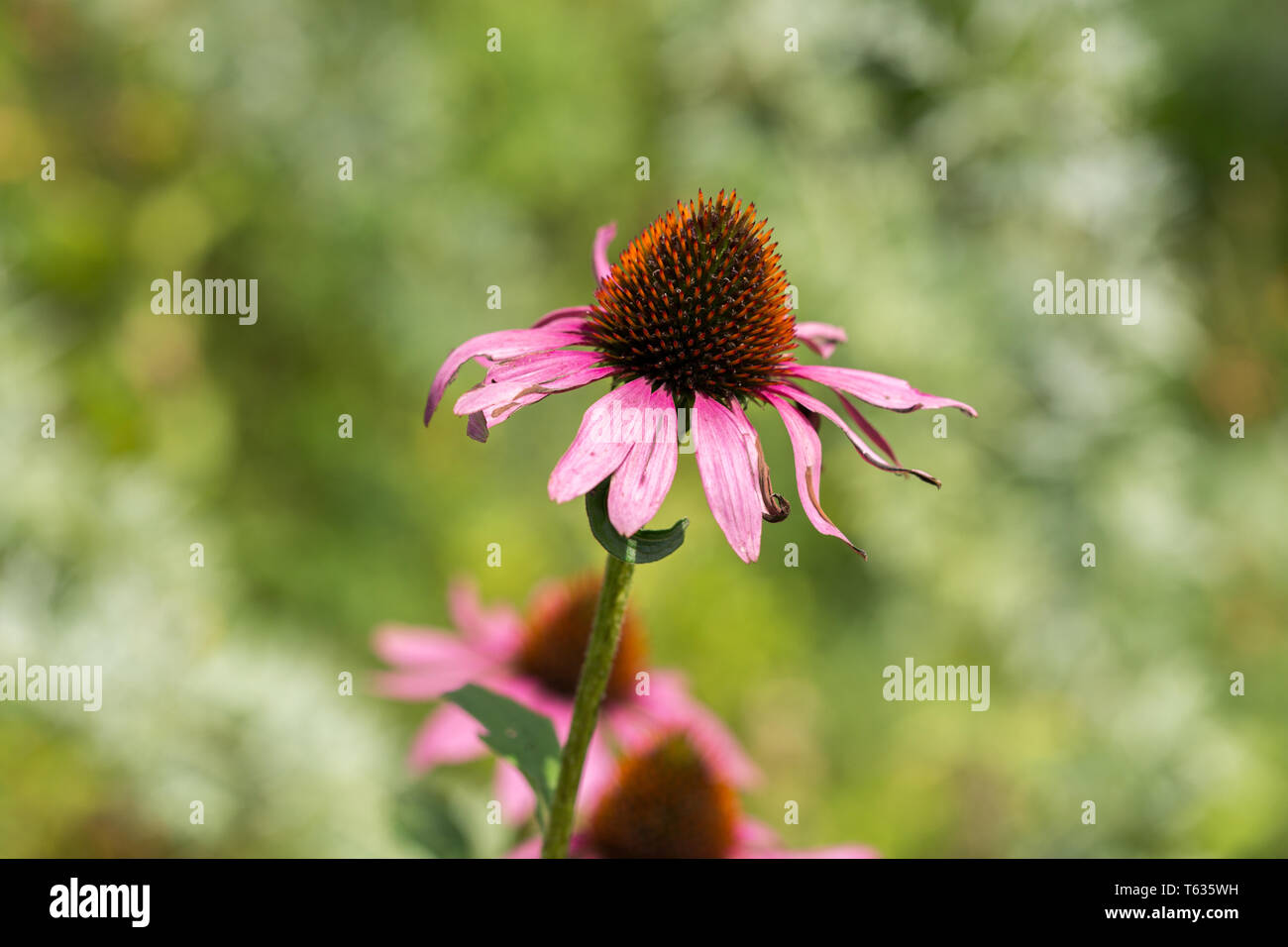 Nahaufnahme von Echinacea Purpurea, besser als Coneflower oder Sonnenhut bekannt. Stockfoto