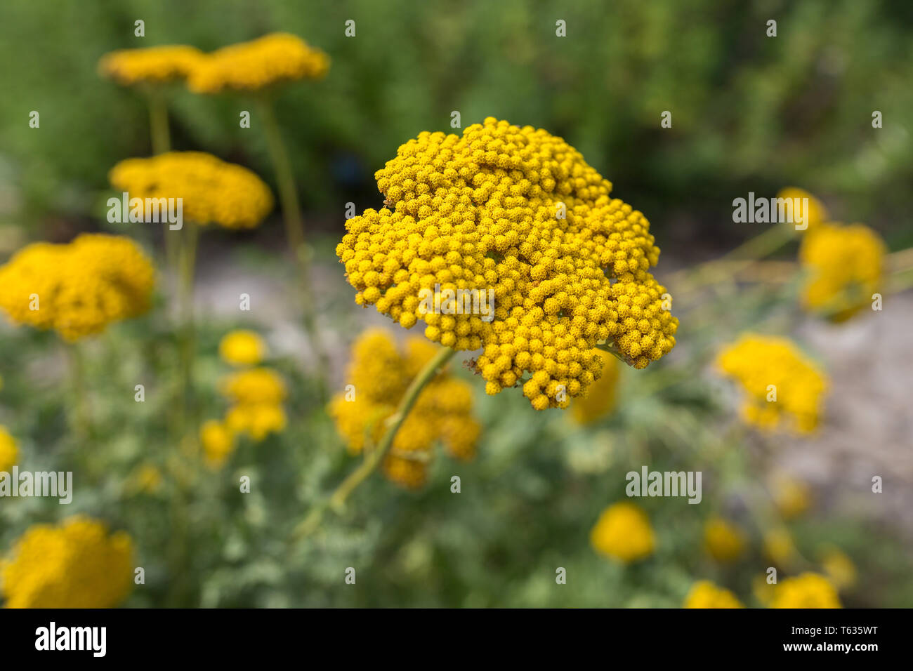 Nahaufnahme von Achillea Filipendulina, auch als Schafgarbe oder Fernleaf Schafgarbe bekannt. Stockfoto