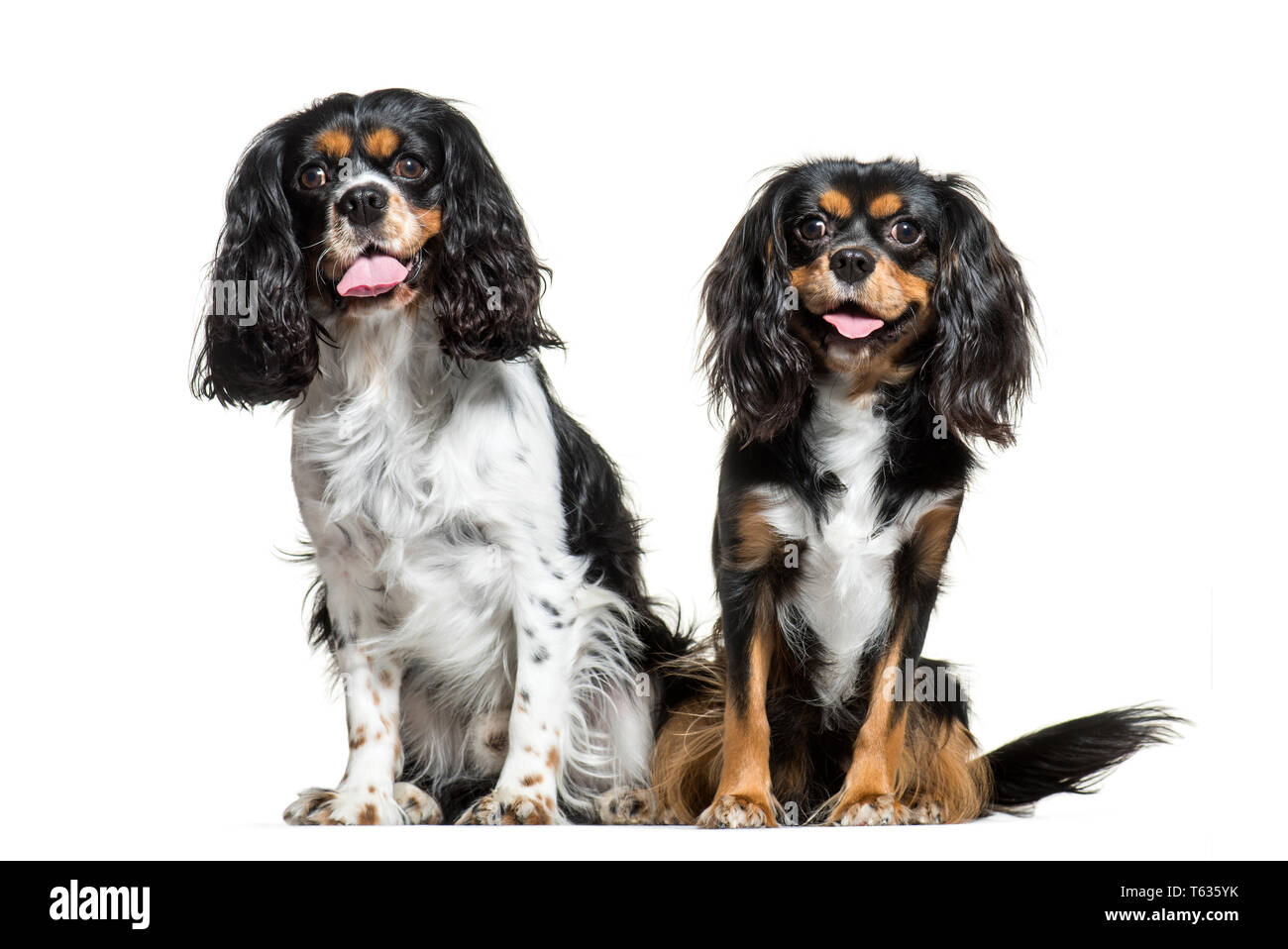 Cavalier King Charles, 6 Jahre alt, sitzt vor weißem Hintergrund Stockfoto