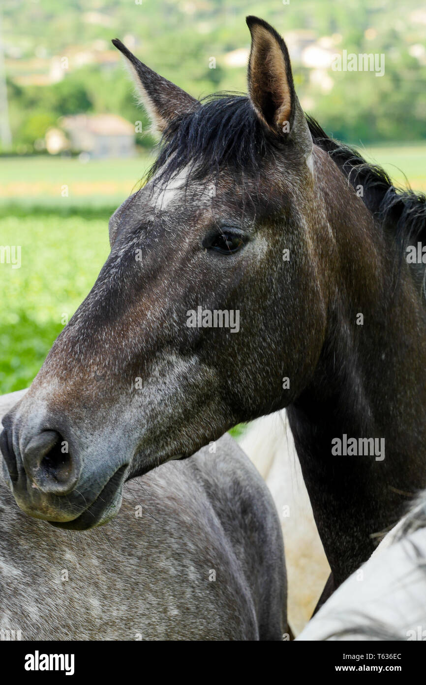 Pferde, Chomerac, Ardèche, Frankreich Stockfoto