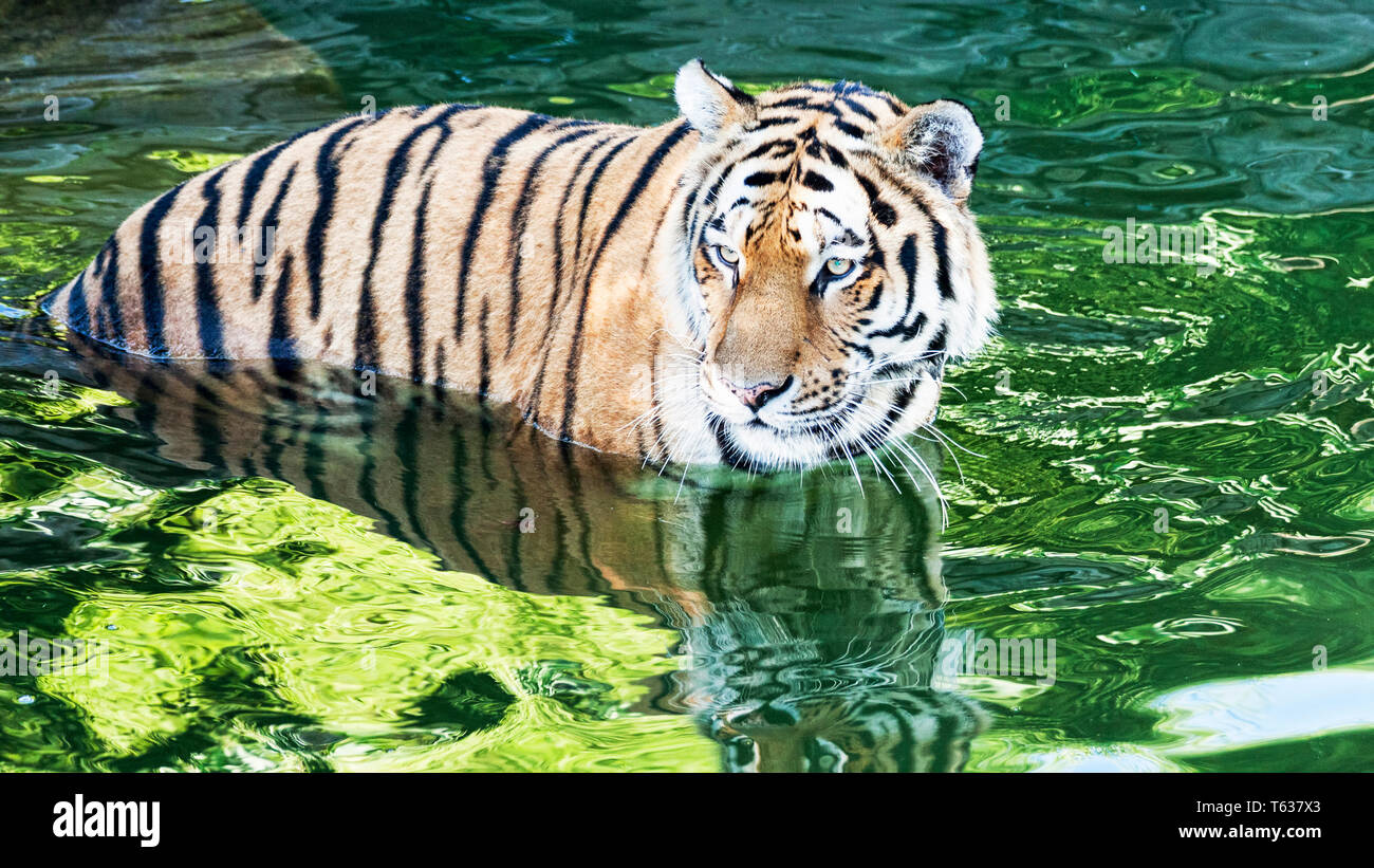 Eine schöne Bengalischen Tiger vorsichtig den Fluss zu überqueren Stockfoto