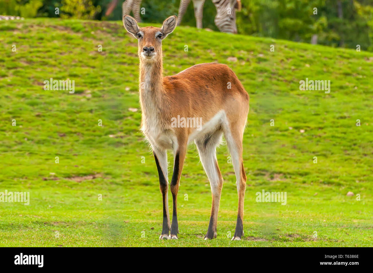 Porträt einer wunderschönen südlichen Litschi in einem Zoo an einem sonnigen Tag. Stockfoto