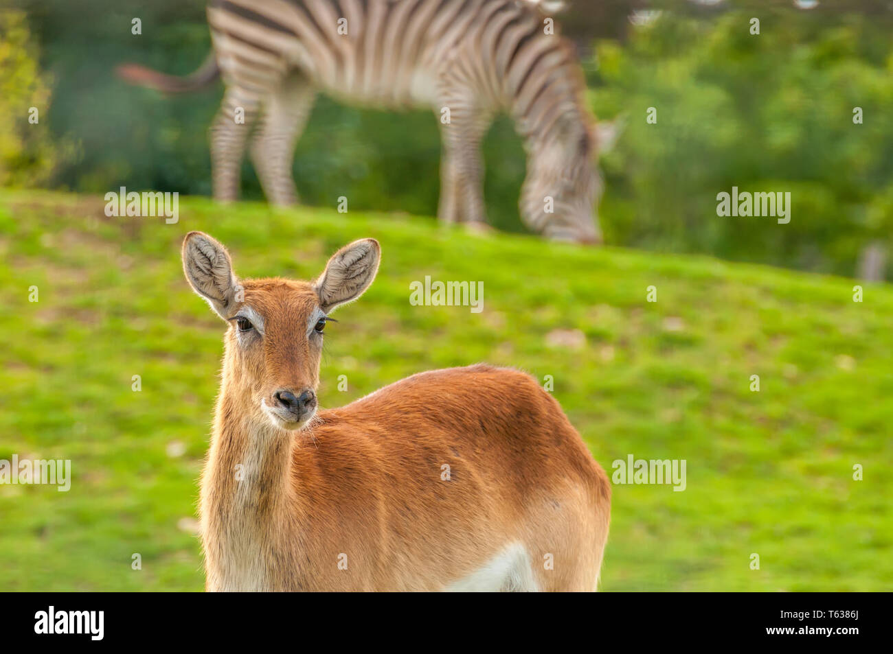 Porträt einer wunderschönen südlichen Litschi in einem Zoo an einem sonnigen Tag. Stockfoto