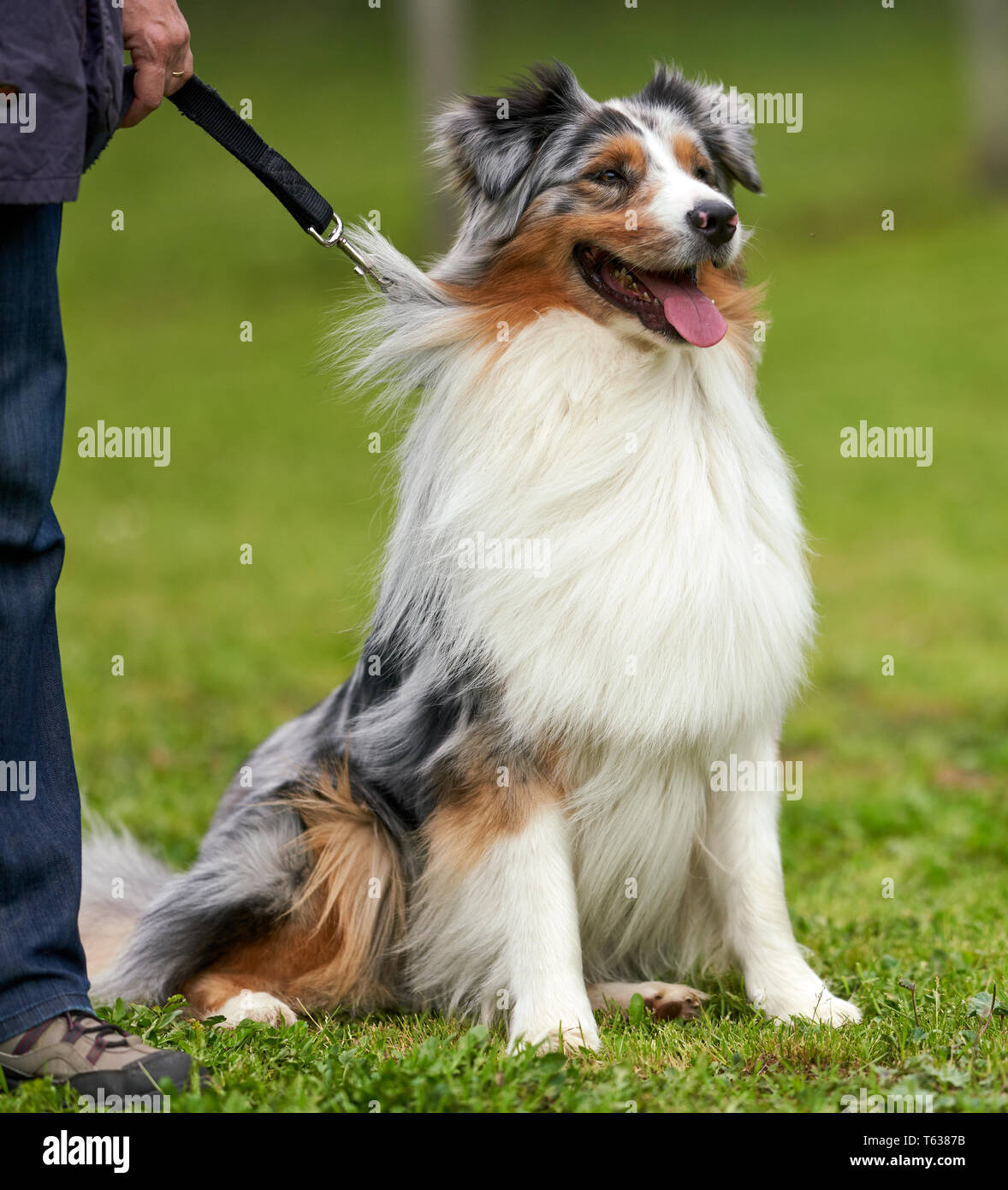 Portrait einer Australian Shepherd reine Rasse Hund. Rom, Italien, 28. April 2019 Stockfoto