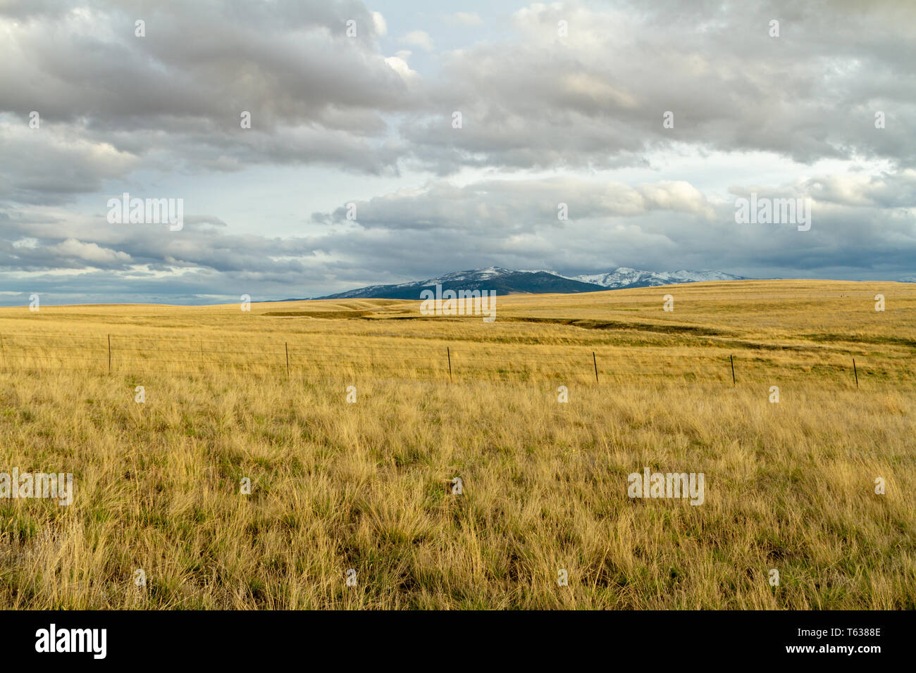 Helena Valley Wiese mit den Elkhorn Berge in der Ferne, Frühling, Montana, Northern Rockies, USA Stockfoto