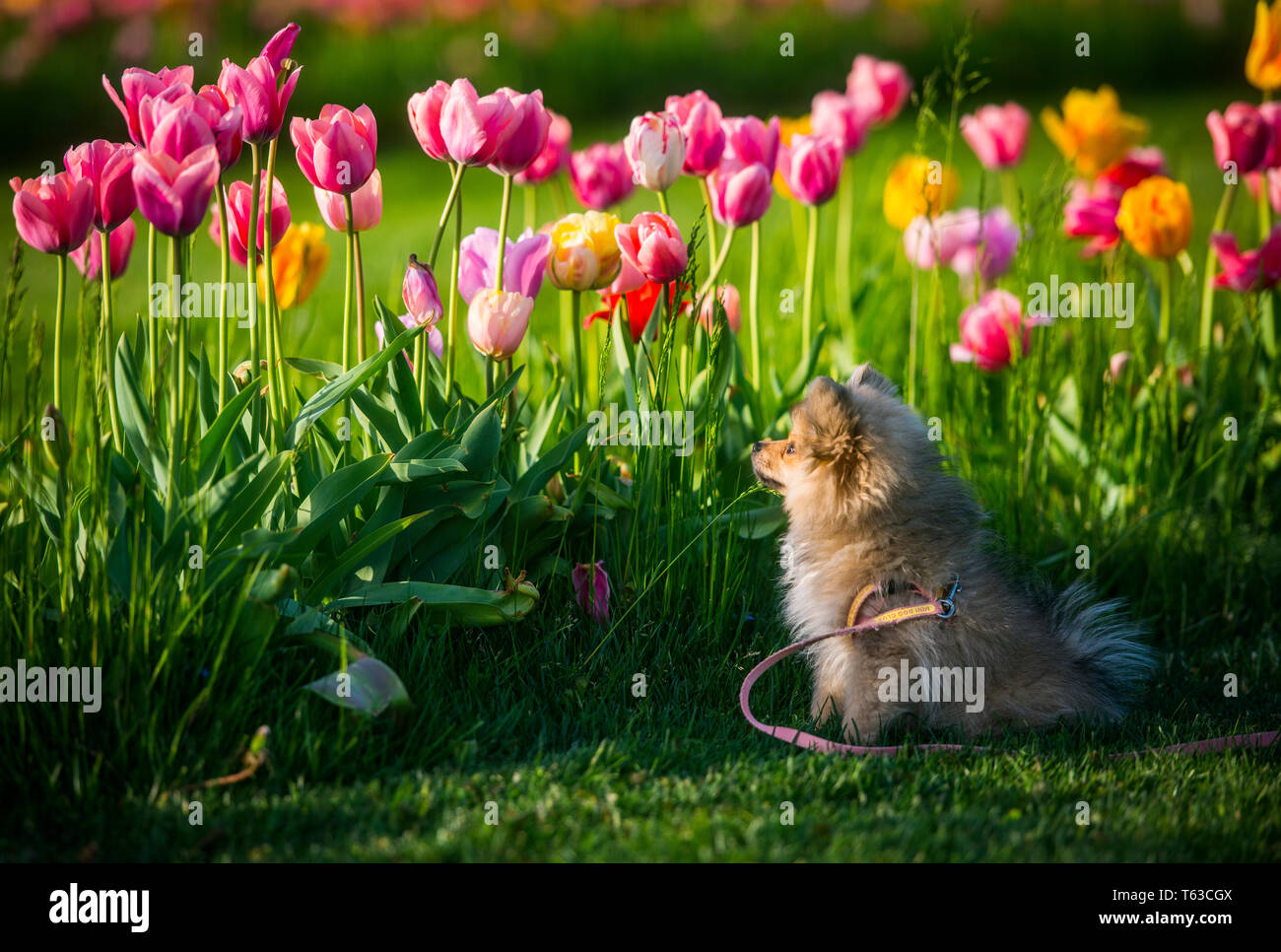 Wenig Spitz Hund riechen Tulpen Stockfoto