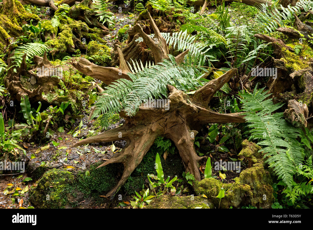 Alten toten Baumstümpfen auf einen Wald von Farnen umgeben. Stockfoto