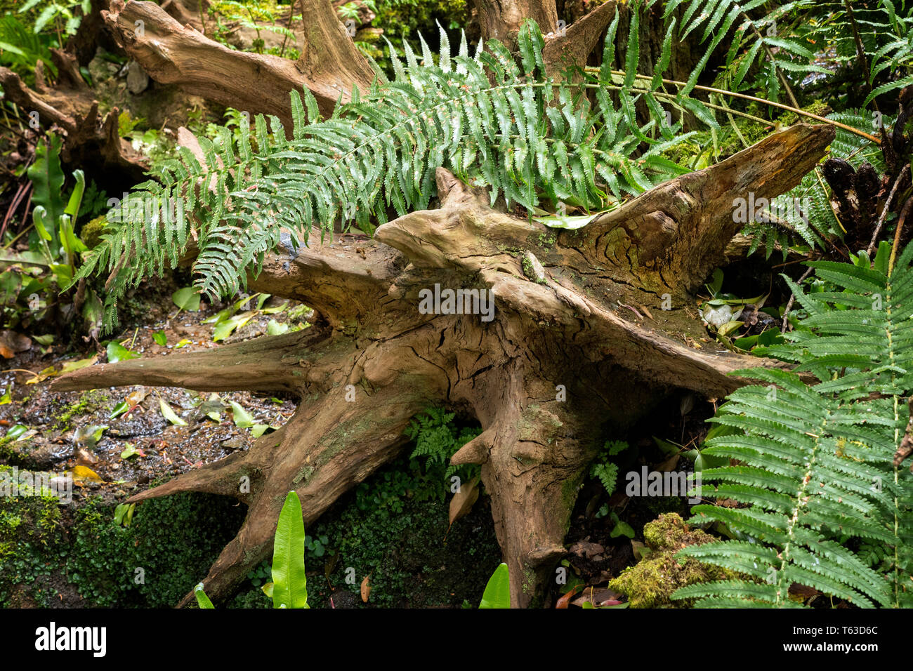 Alten toten Baumstümpfen auf einen Wald von Farnen umgeben. Stockfoto