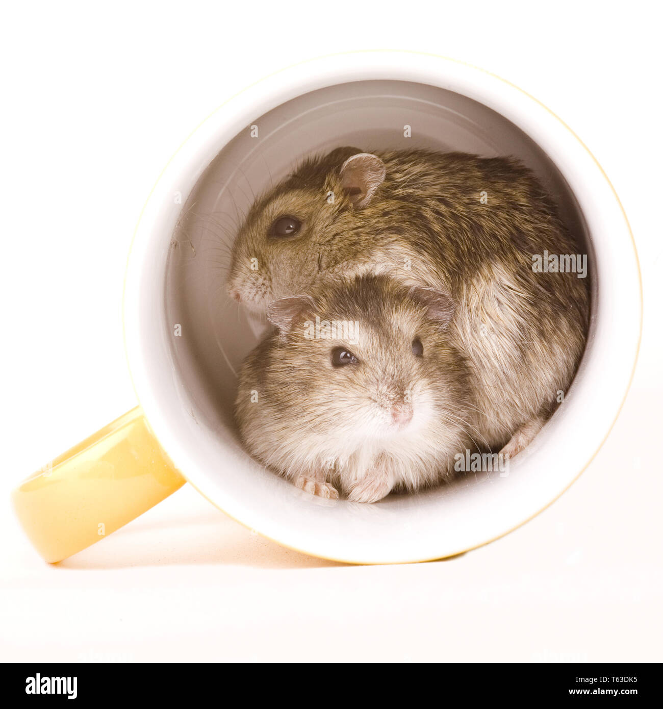 Golden hamster Familie Stockfoto