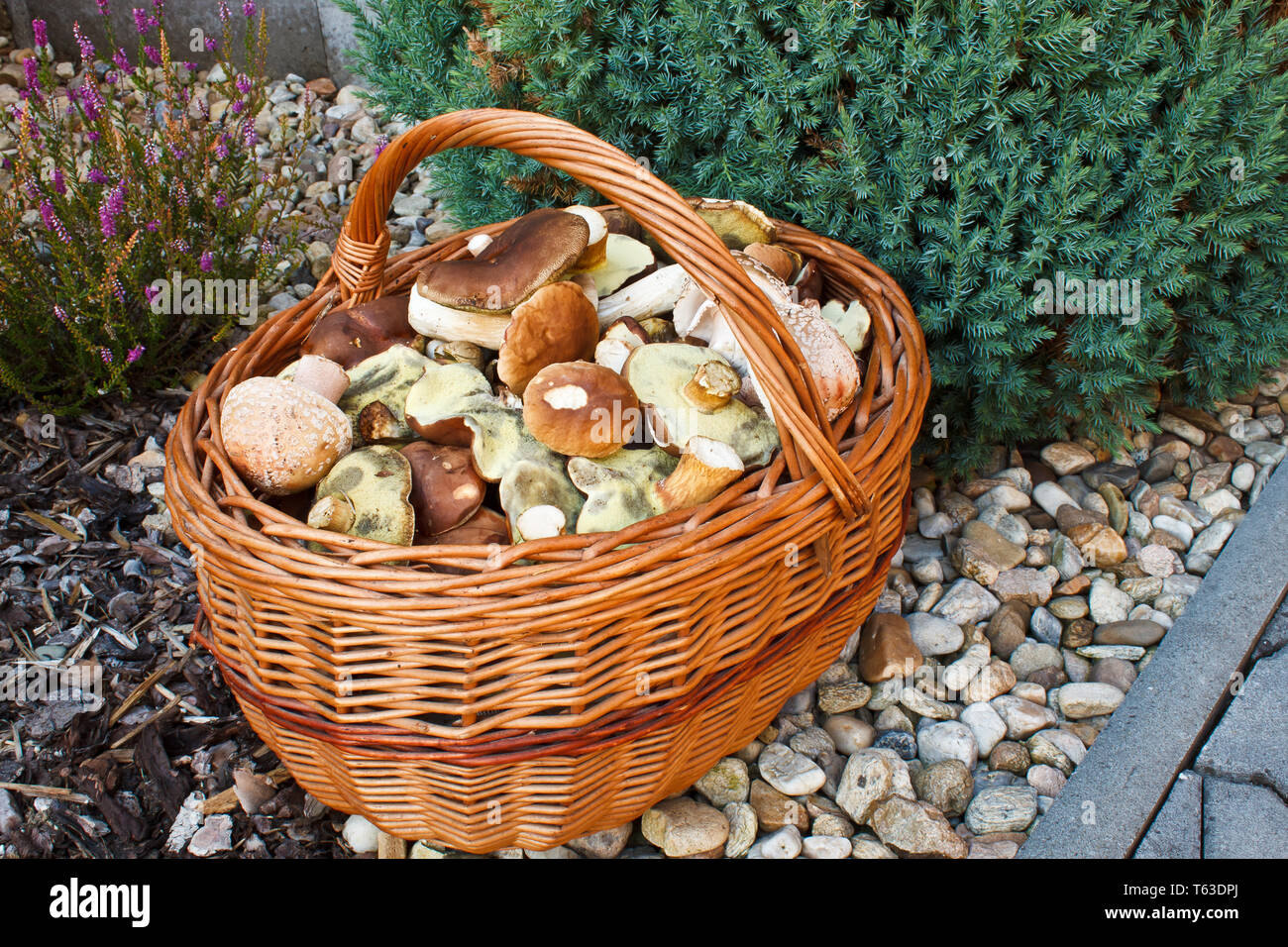 Vollen Korb mit frischen Herbst Pilz Stockfoto