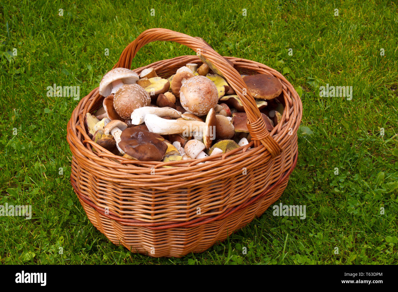 Vollen Korb mit frischen Herbst Pilz Stockfoto