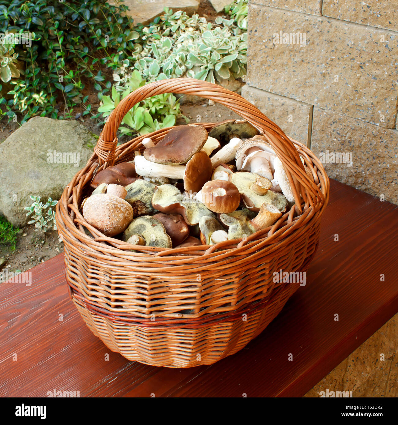 Vollen Korb mit frischen Herbst Pilz Stockfoto