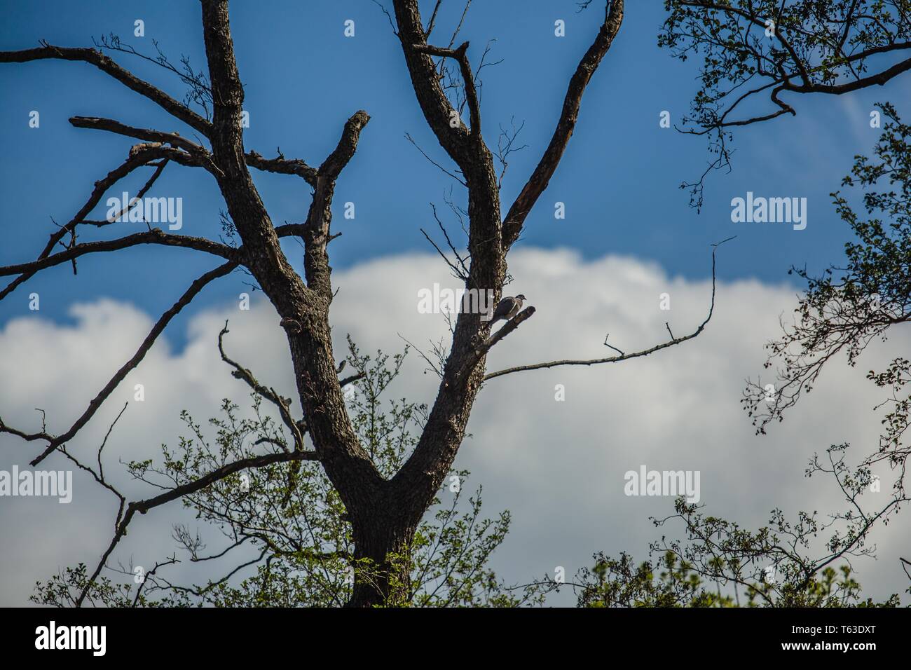 Einem Baum eine V-Form. Grau Ringeltaube Sitzen auf einem kleinen Zweig. Sonniger Frühlingstag mit blauem Himmel und weißen Wolken im Hintergrund. Stockfoto
