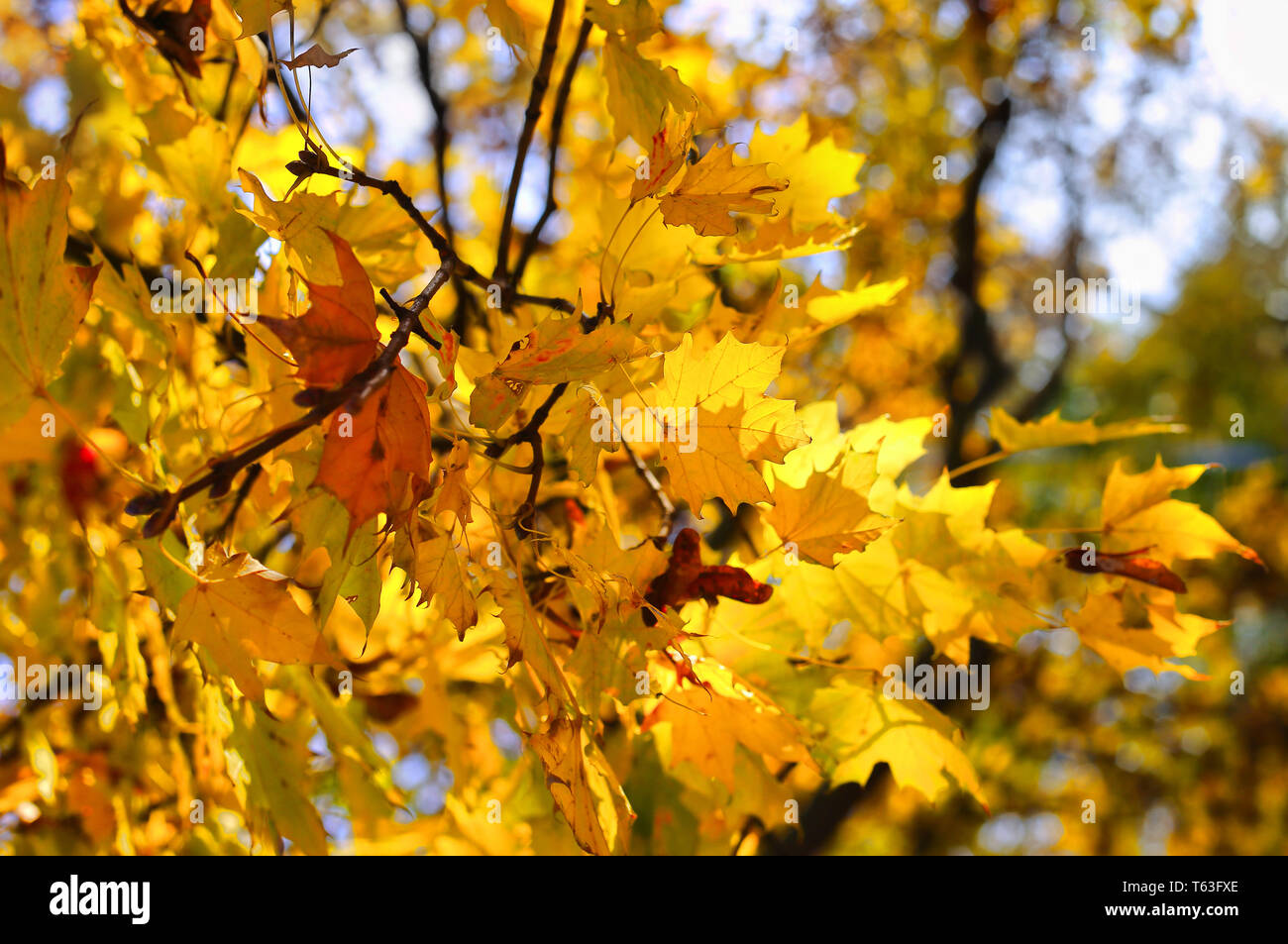 Schöne gelbe Herbst Zweig der Ahorn Stockfoto