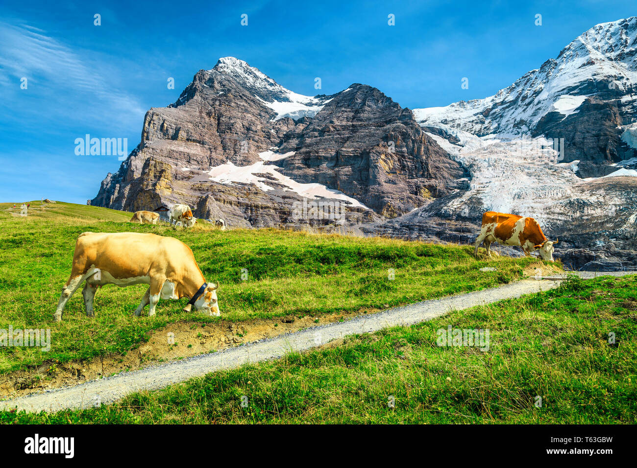 Grasende Kühe auf einer Weide. Wanderwege und hohen schneebedeckten Berge Eiger mit Gletschern im Hintergrund, in der Nähe von Kleine Scheidegg, Grindelwald, Bern Stockfoto