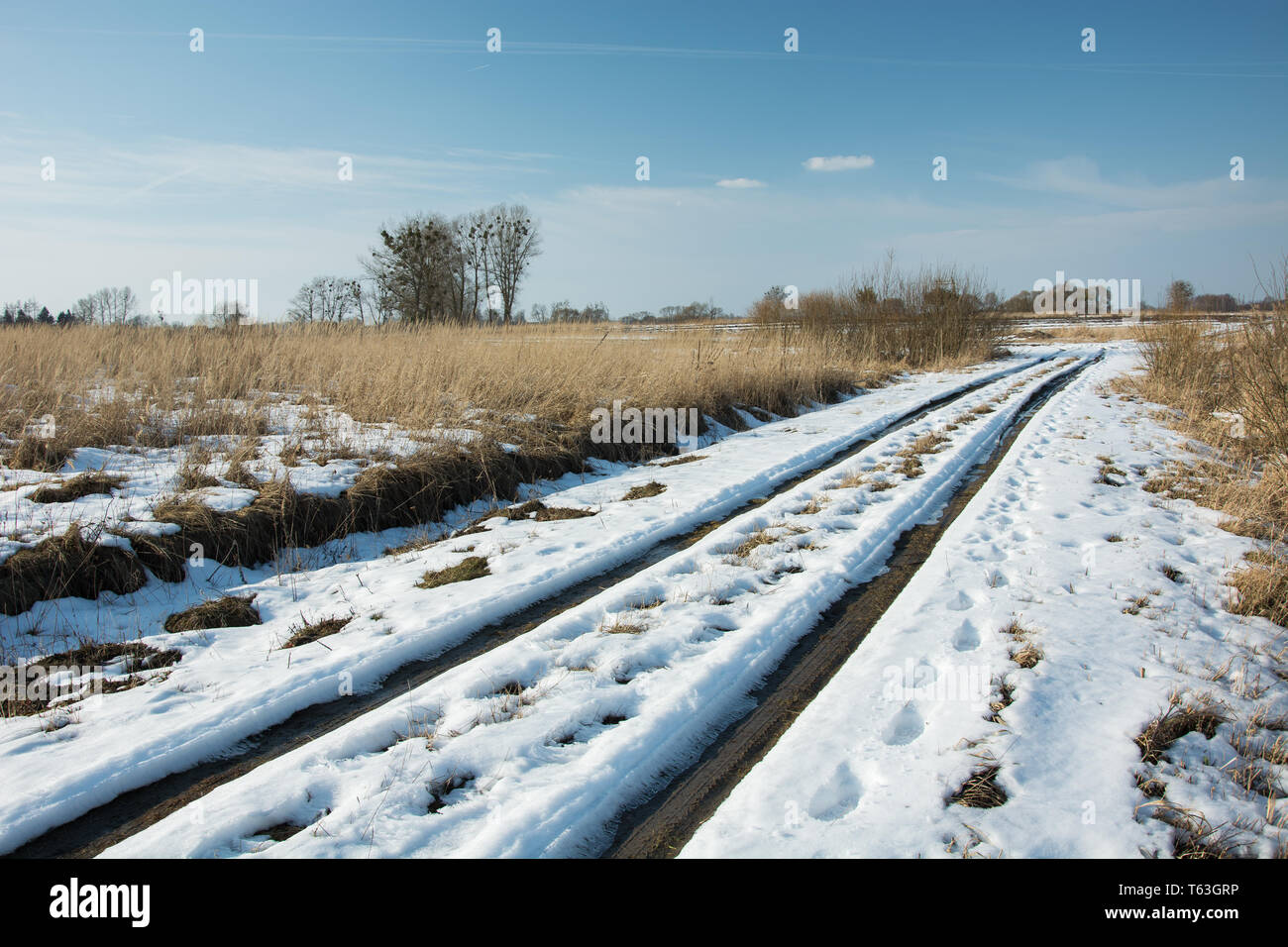 Schmelzender Schnee auf unbefestigte Straße durch wilde Wiese, Bäume und klaren blauen Himmel Stockfoto