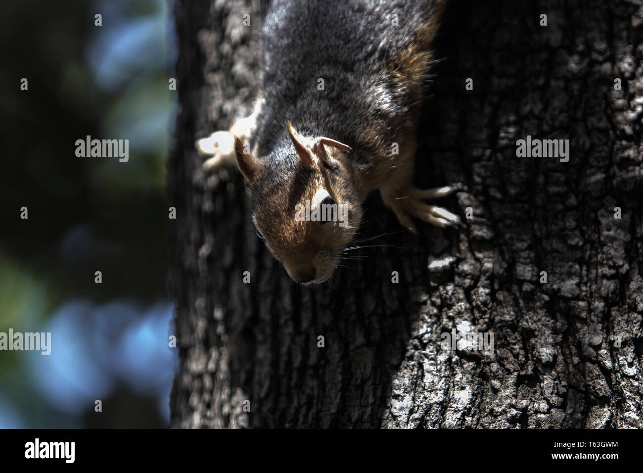 Nahaufnahme, Porträt einer sciurus Anomalus, kaukasische Eichhörnchen auf einen Baumstamm. Sie sind häufig in der Türkei, aber ihre Zahl rückläufig sind in der Levante Stockfoto