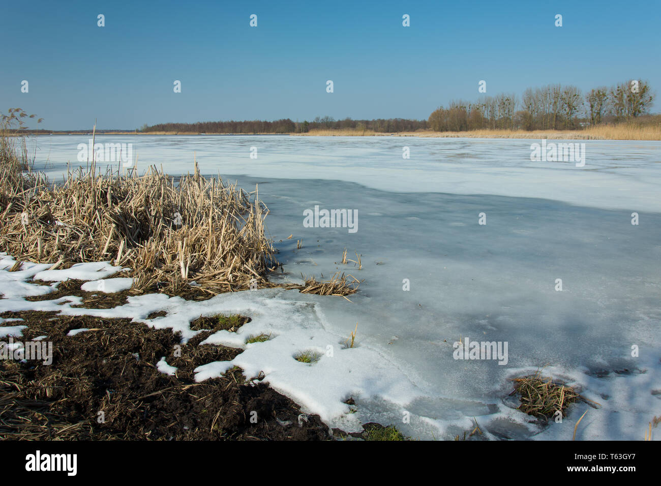 Trockene Blätter und Schnee am Rande eines zugefrorenen See. Horizont und blauer Himmel - sonnigen Wintertag Stockfoto