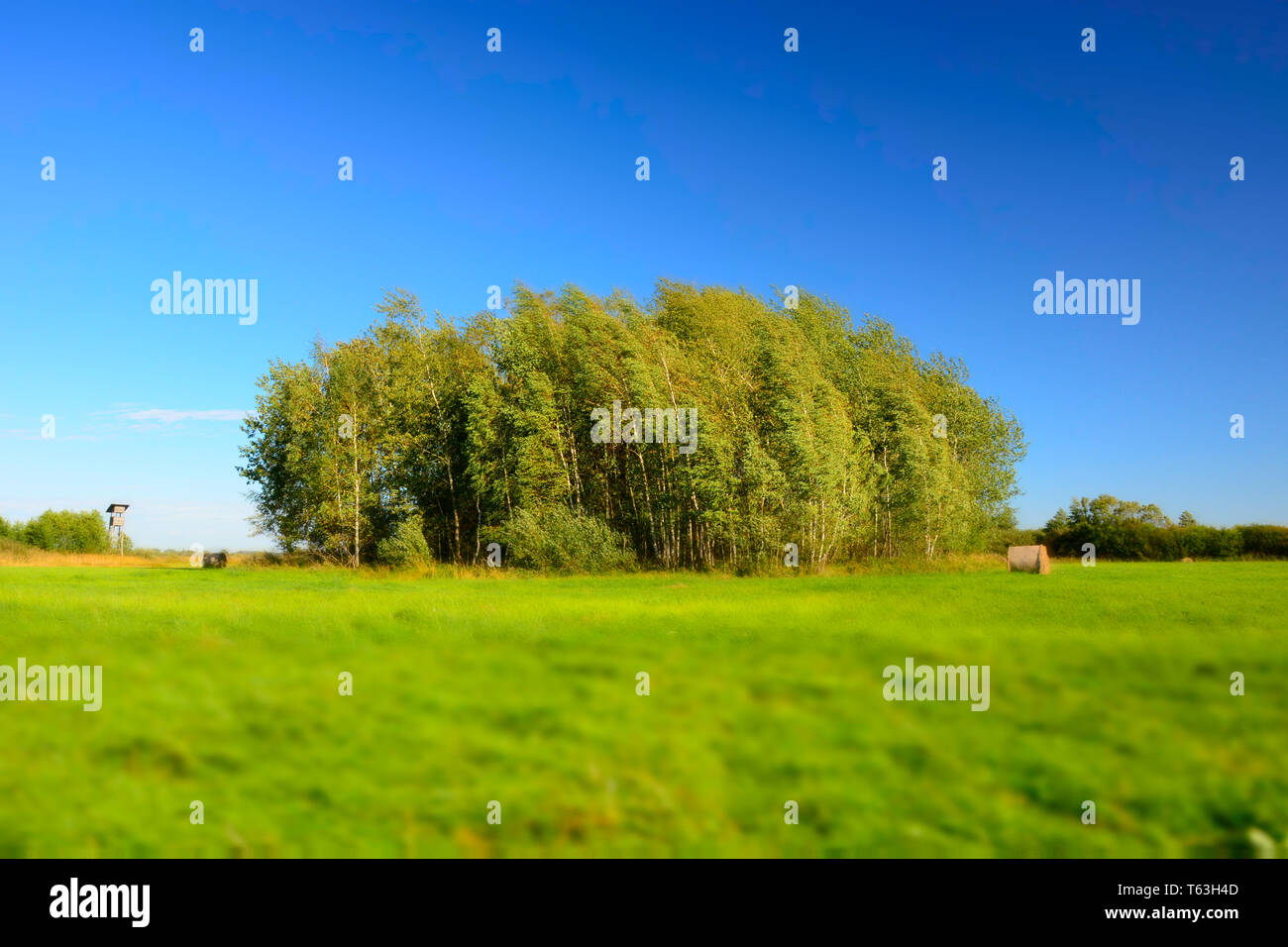 Grüne Wiese, Gestrüpp und wolkenlosen blauen Himmel - blurry und kontrastierenden Farben Stockfoto