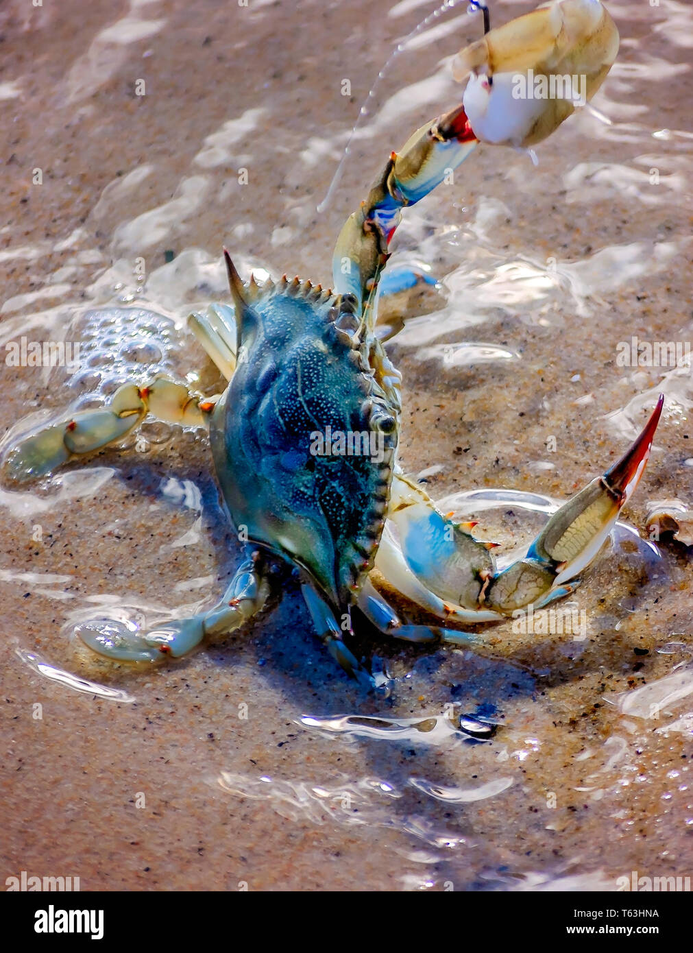 Eine Blue crab versucht, eine braune Garnelen von einem Haken zu nehmen, 14. April 2019, in Bayou La Batre, Alabama. Stockfoto