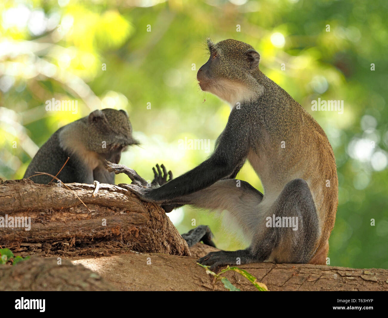 Zwei Sykes' Affen/white-throated Meerkatzen (Cercopithecus albogularis) Sitzen behaart Finger in der Arabuko-sokoke-Wald, Watamu, Kenia, Afrika Stockfoto