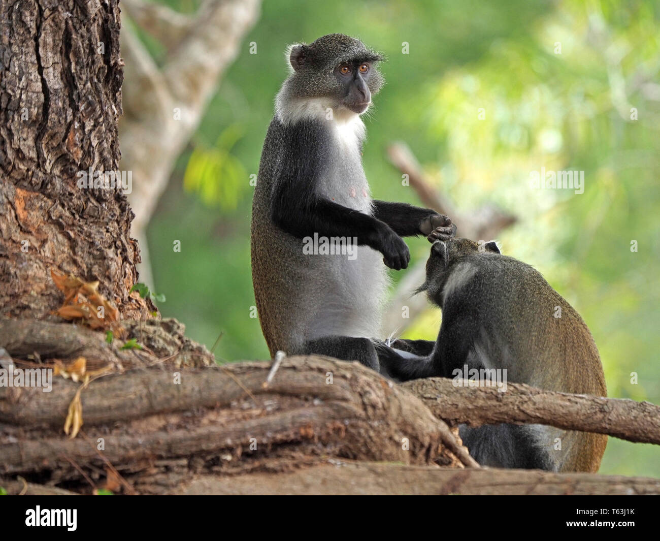 Zwei Sykes' Affen, oder White-throated Meerkatzen (Cercopithecus albogularis) gegenseitige Fellpflege in der Arabuko-sokoke-Wald Reserve bei Watamu, Kenia, Afrika Stockfoto