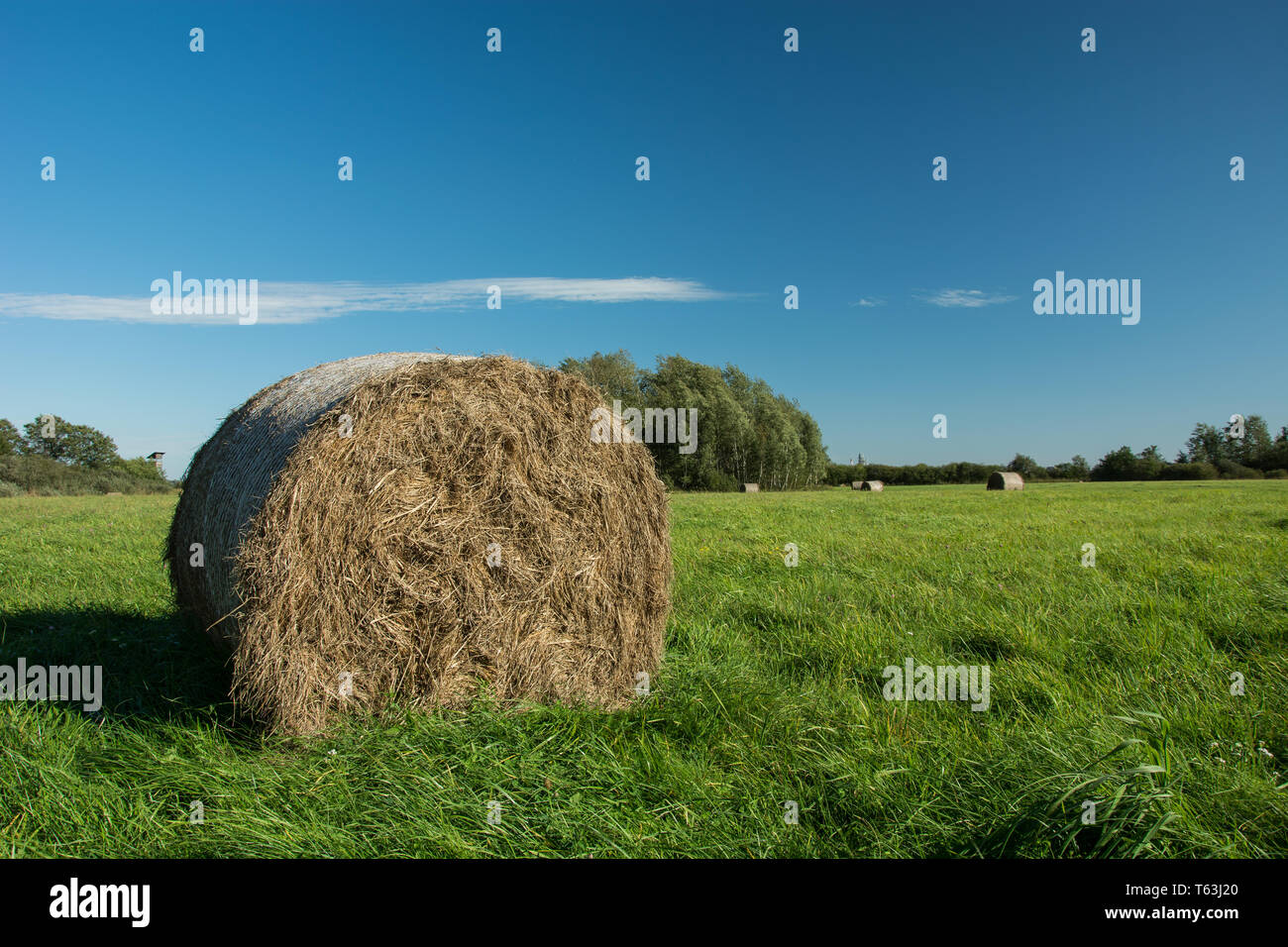 Einen großen Ballen von gemähtem Heu liegen auf einer grünen Wiese, Horizont und Weiße Wolke am blauen Himmel Stockfoto