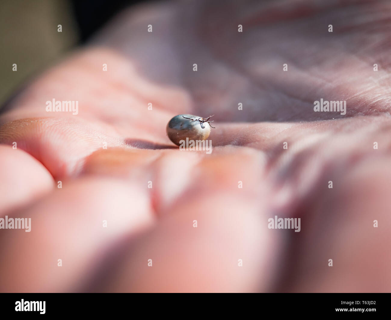 Die Zecke verstopften mit Blut bewegt sich auf der Hand close up, geschwollene Tick rührt in der handfläche von einem Mann vom Hund entfernt. Stockfoto