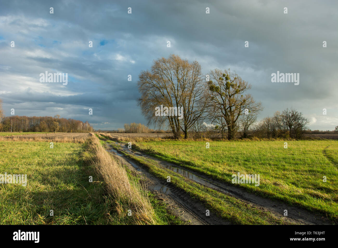 Spuren der Räder und Pfützen auf einem Feldweg durch eine grüne Wiese, große Bäume ohne Blätter und regnerischen Wolken im Himmel Stockfoto