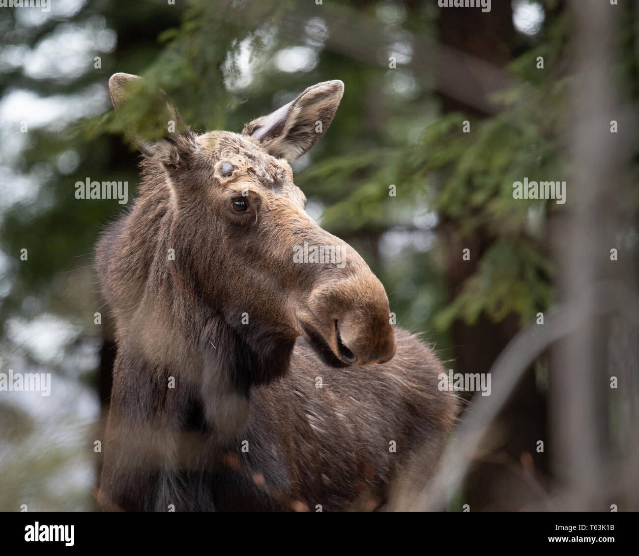 Ein Nordamerikanischer Elch,, Alces alces, versteckt in den Adirondack Mountains Wilderness in New York, USA Stockfoto