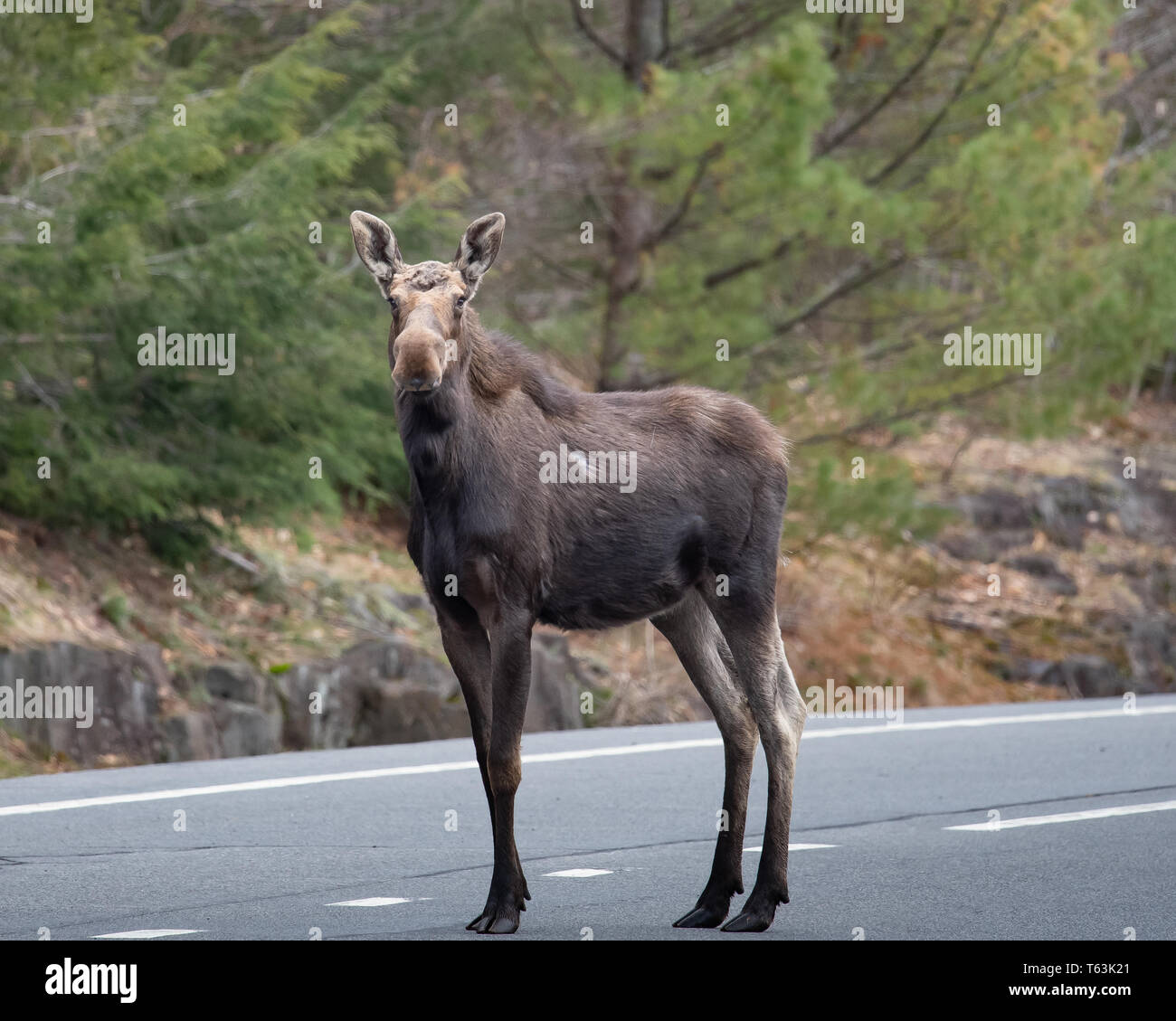 Ein Nordamerikanischer Elch, Alces Alces, in der Mitte einer Autobahn in den Adirondack Mountains stehend, NY, USA Stockfoto