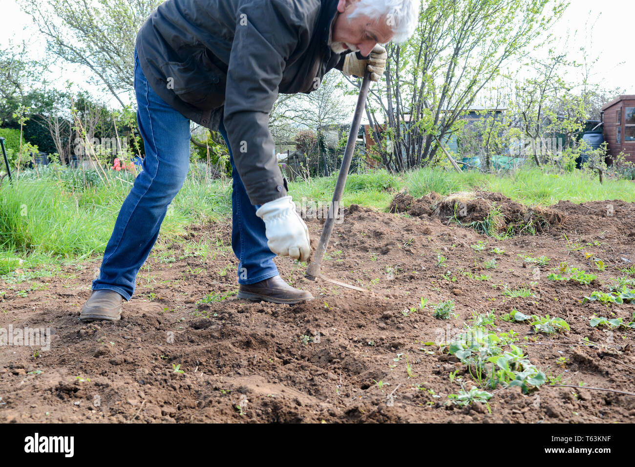 Mann vorbereiten Boden eigenes Gemüse in einem Kleingarten zu wachsen Stockfoto