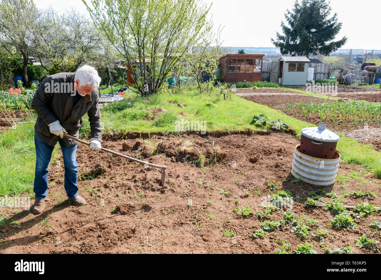 Mann vorbereiten Boden eigenes Gemüse in einem Kleingarten zu wachsen Stockfoto