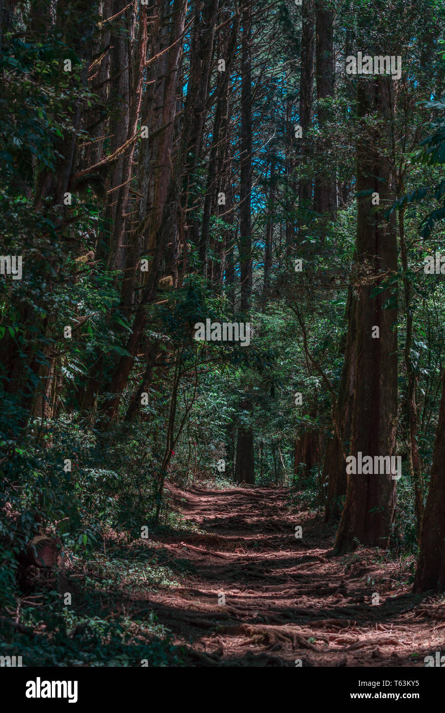 Ein Foto im Querformat der schöne und magische der Weg in den "Bosque de La Hoja', ein mountanious Wald am Hang des Central Valley, Costa Rica Stockfoto