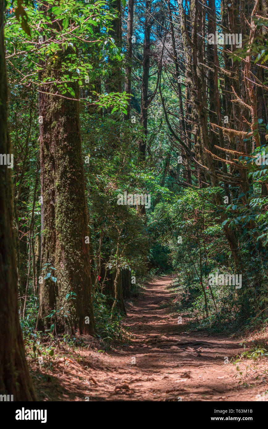 Ein Foto im Querformat der schöne und magische der Weg in den "Bosque de La Hoja', ein mountanious Wald am Hang des Central Valley, Costa Rica Stockfoto