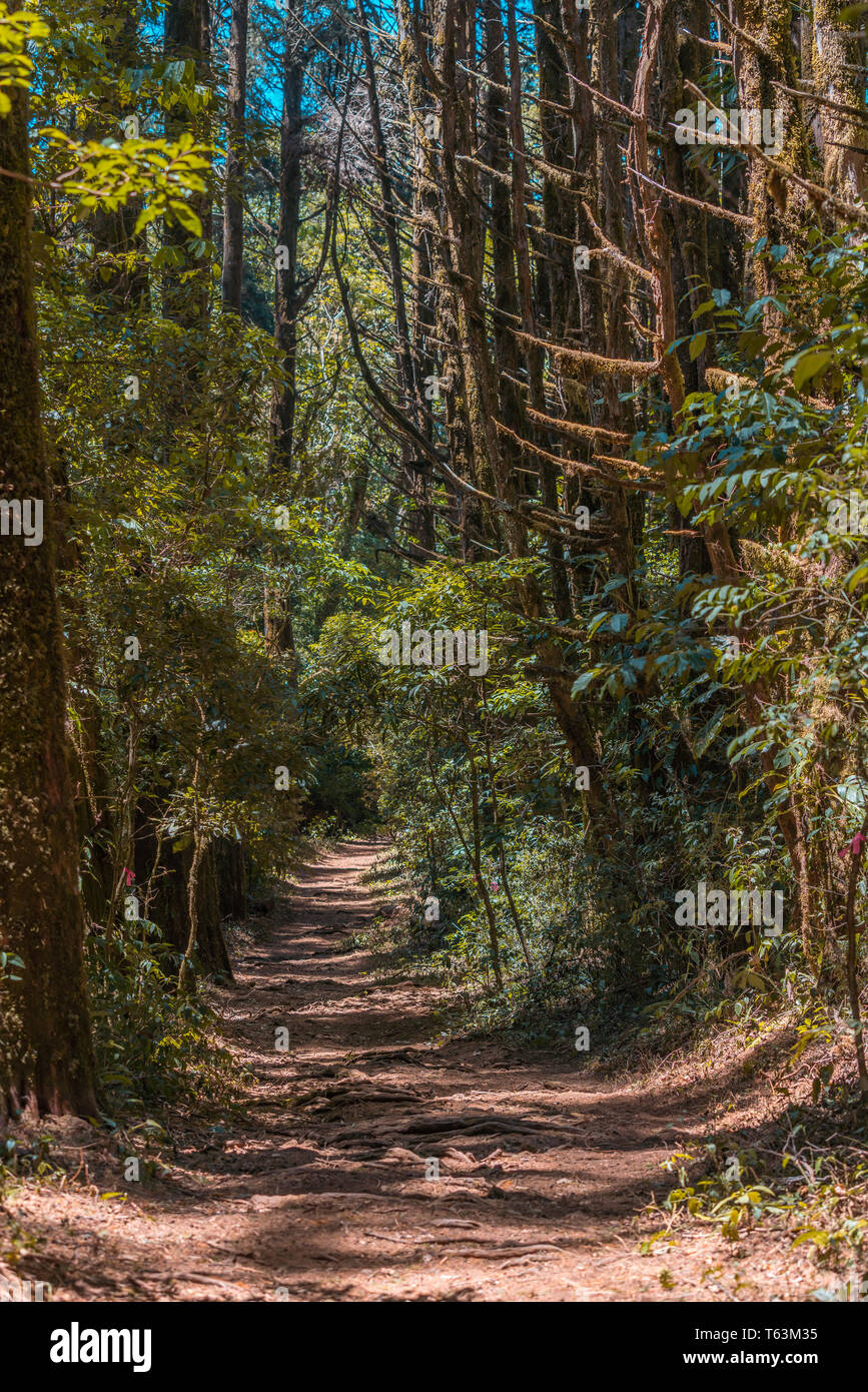 Ein Foto im Querformat der schöne und magische der Weg in den "Bosque de La Hoja', ein mountanious Wald am Hang des Central Valley, Costa Rica Stockfoto