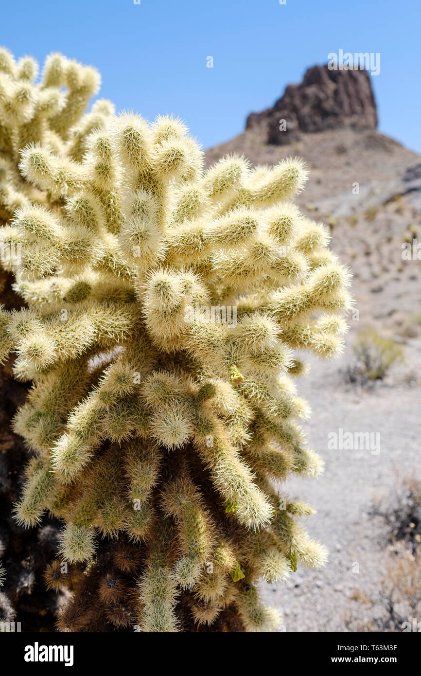 Detail der Teddybär Cholla (Cylindropuntia Bigelovii) Kaktus auf einer Wüste in Arizona, USA Stockfoto
