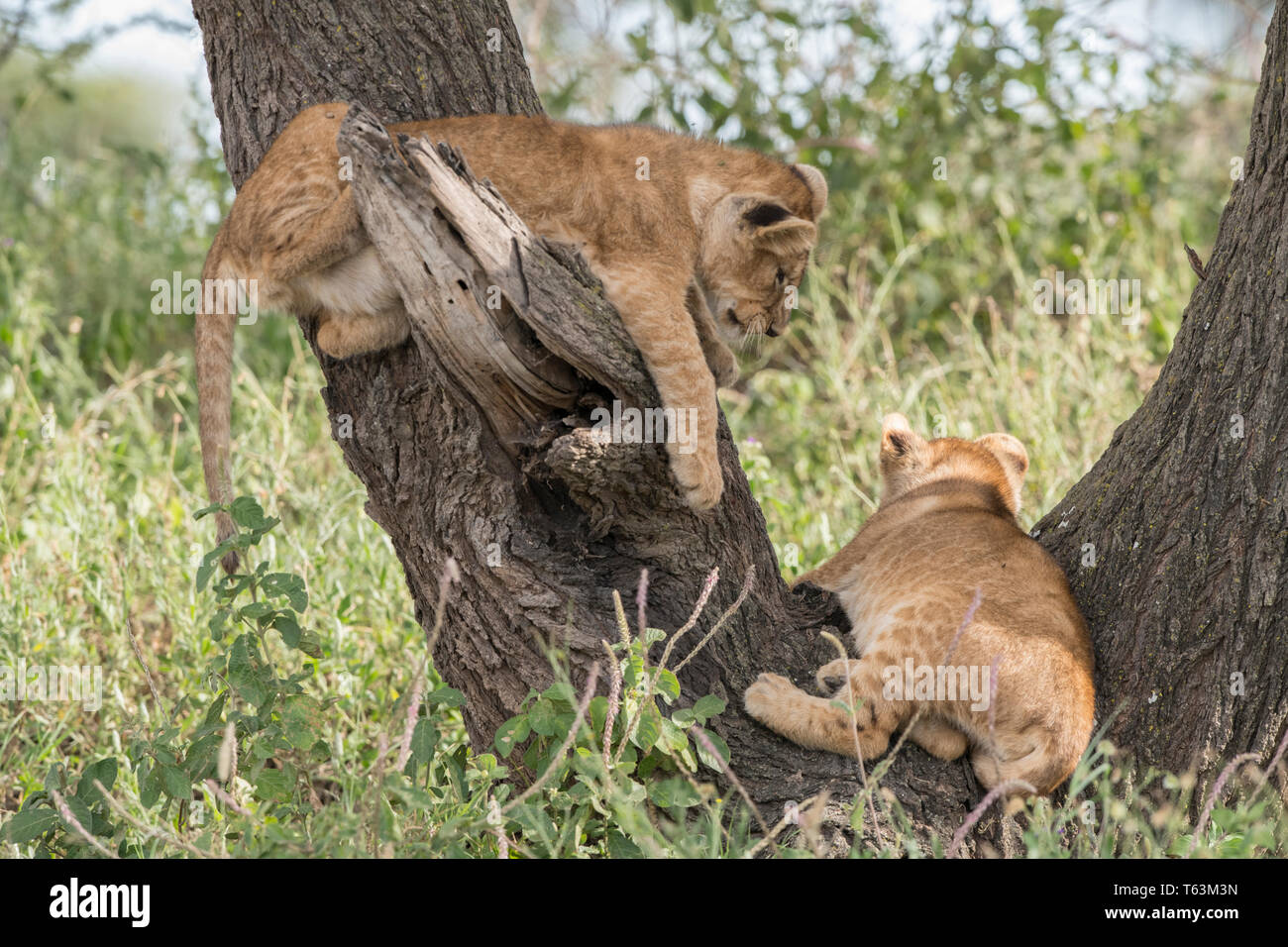 Lion Cubs Klettern im Baum, Tansania Stockfoto
