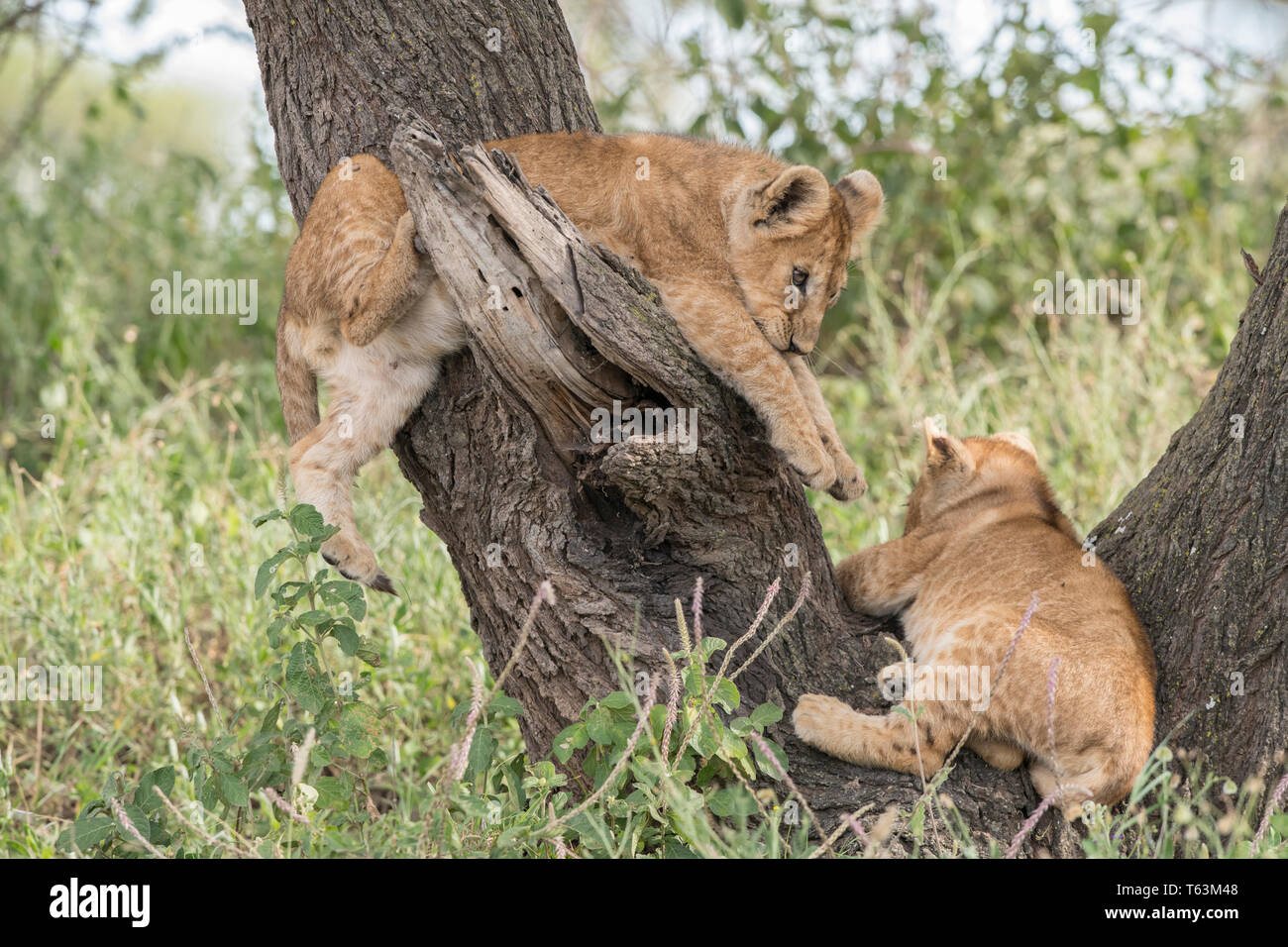 Lion Cubs Klettern im Baum, Tansania Stockfoto
