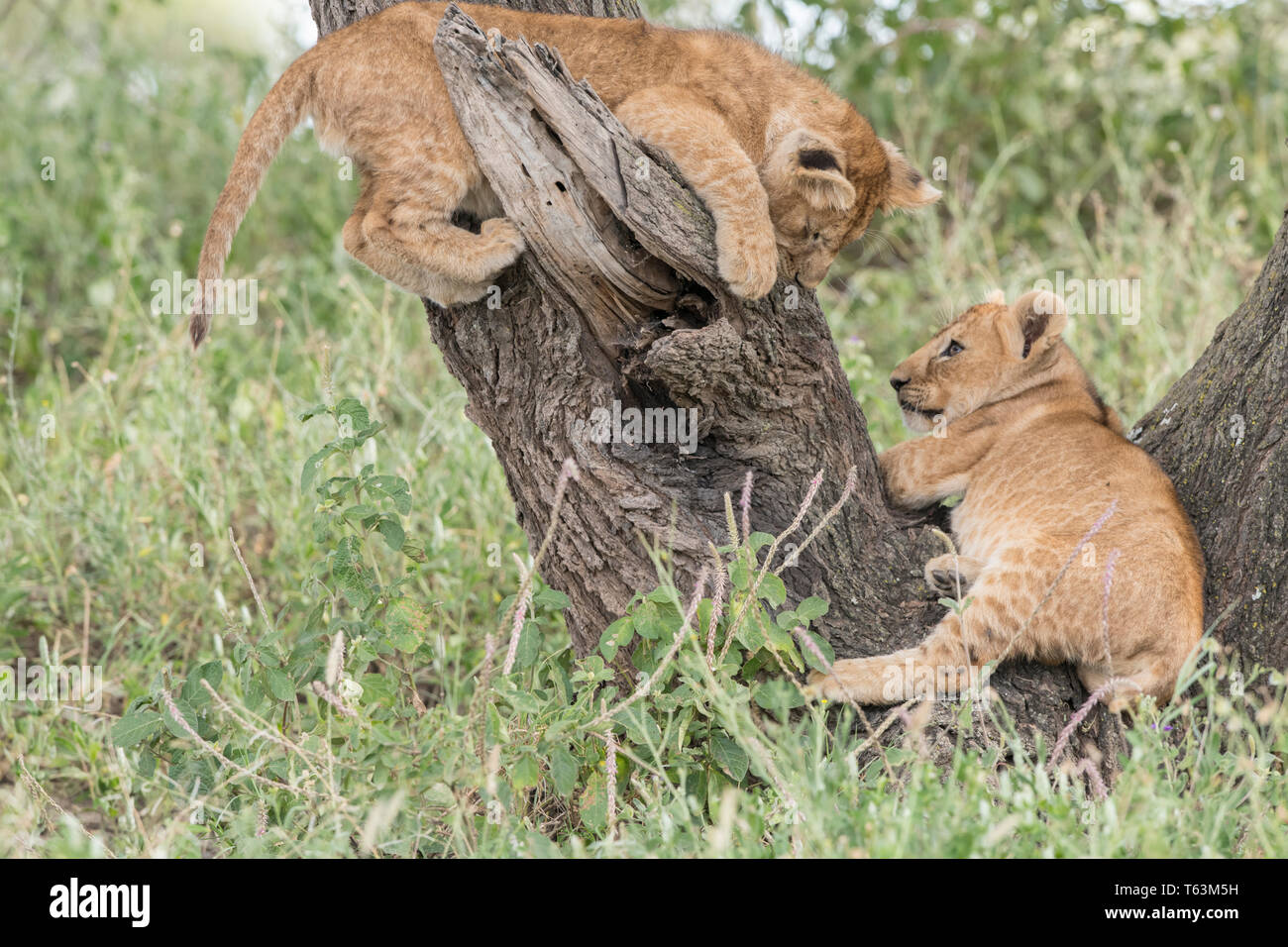 Lion Cubs Klettern im Baum, Tansania Stockfoto