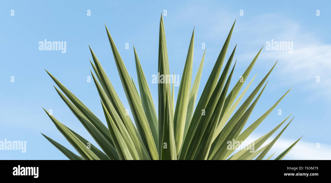 Blätter von Giant Yucca, Spineless Yucca, Soft-Tip über Himmel Hintergrund Stockfoto