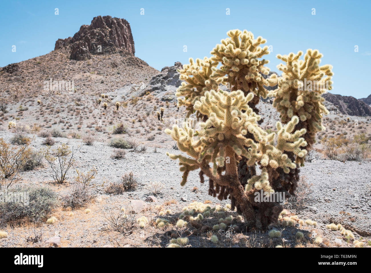 Vintage Bild der Teddybär Cholla (Cylindropuntia Bigelovii) Kaktus auf einer Wüste in Arizona, USA Stockfoto