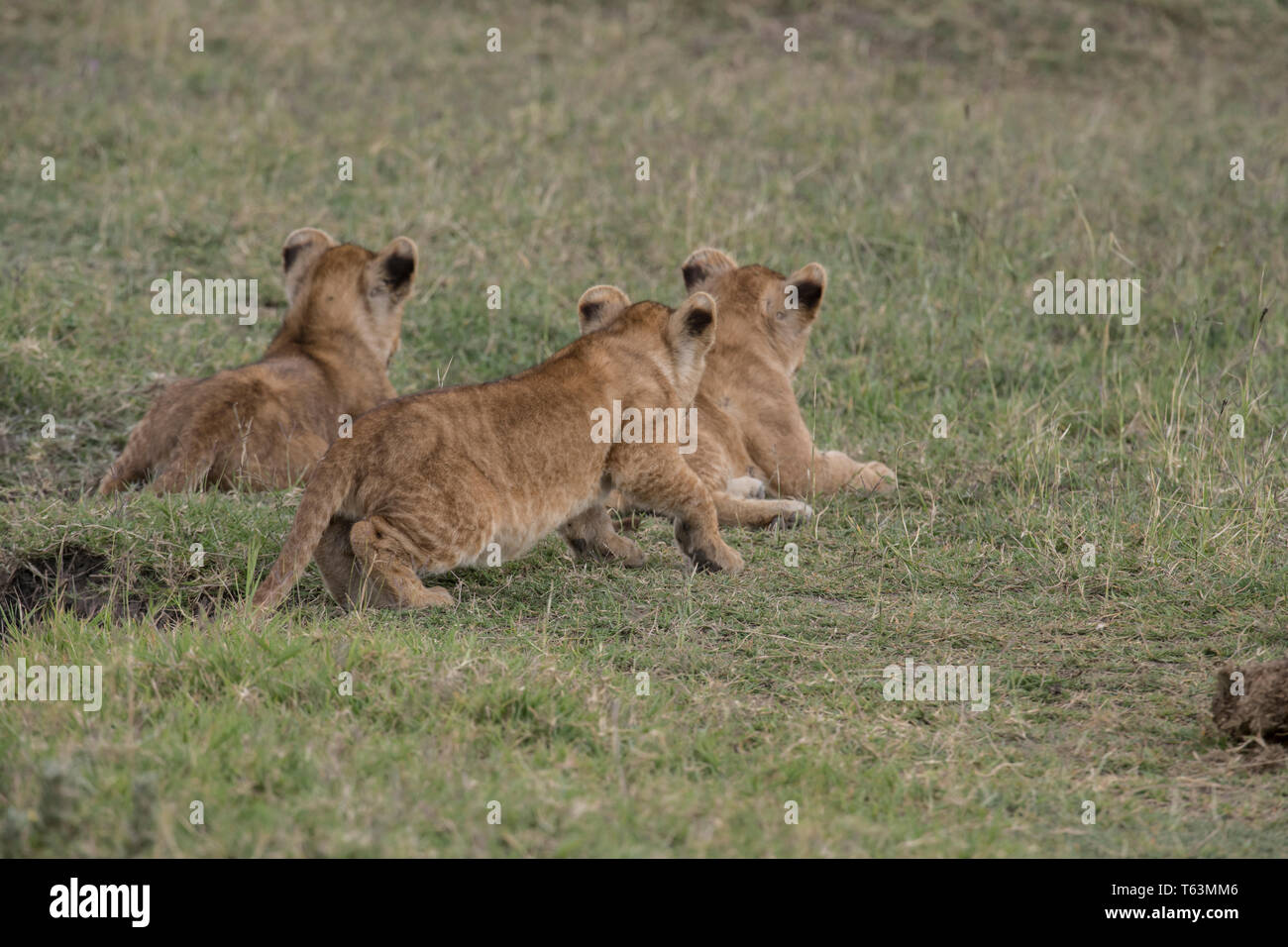 Lion Cubs Tansania spielen Stockfoto