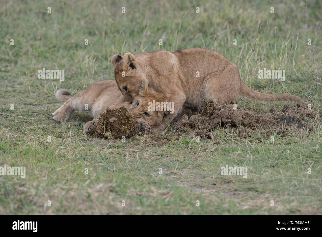 Lion Cubs Tansania spielen Stockfoto