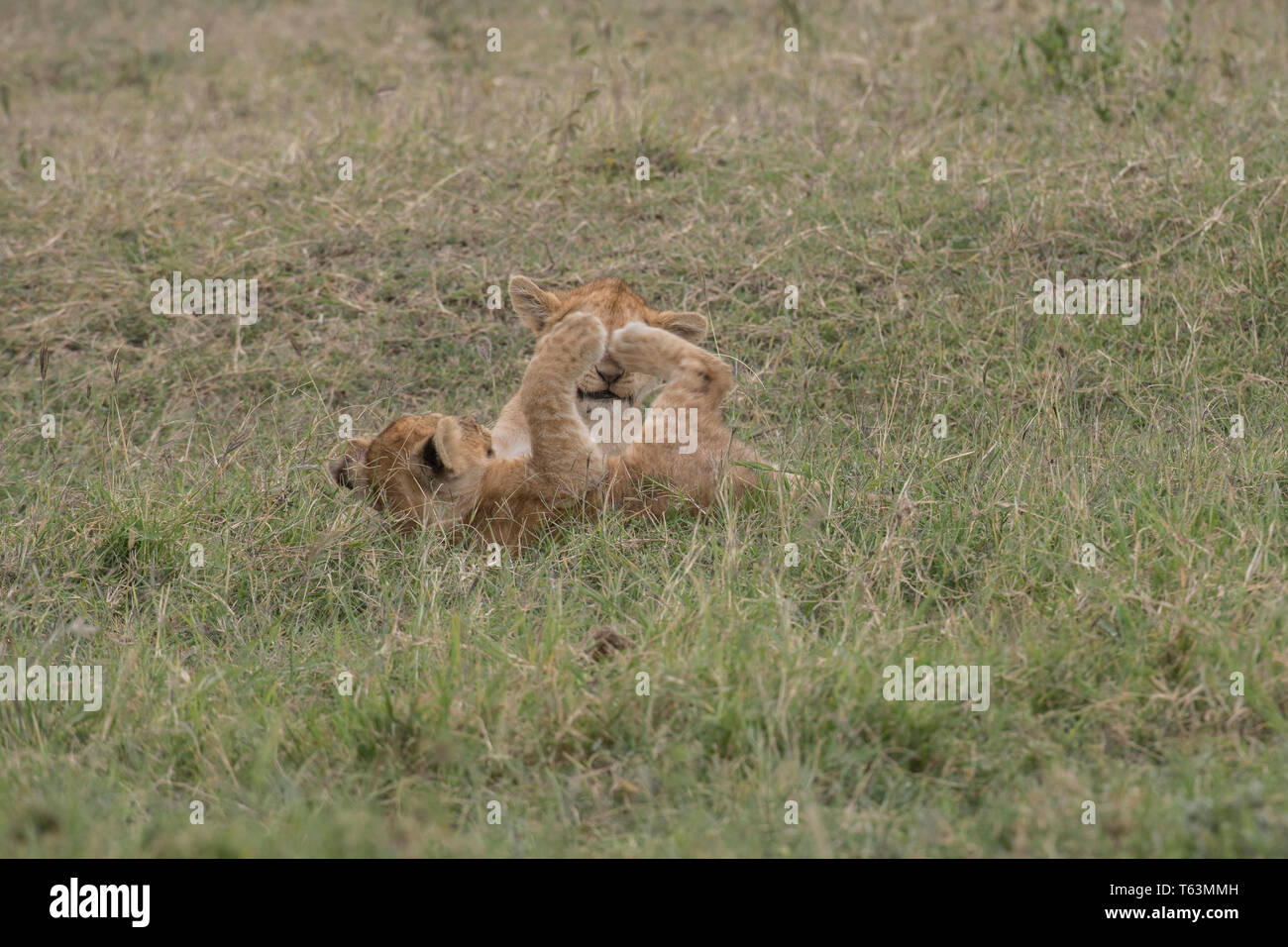 Lion Cubs Tansania spielen Stockfoto