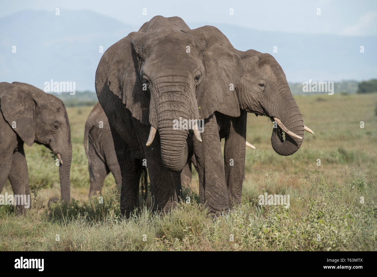 Elefanten in der Ngorongoro Conservation Area, Tansania Stockfoto