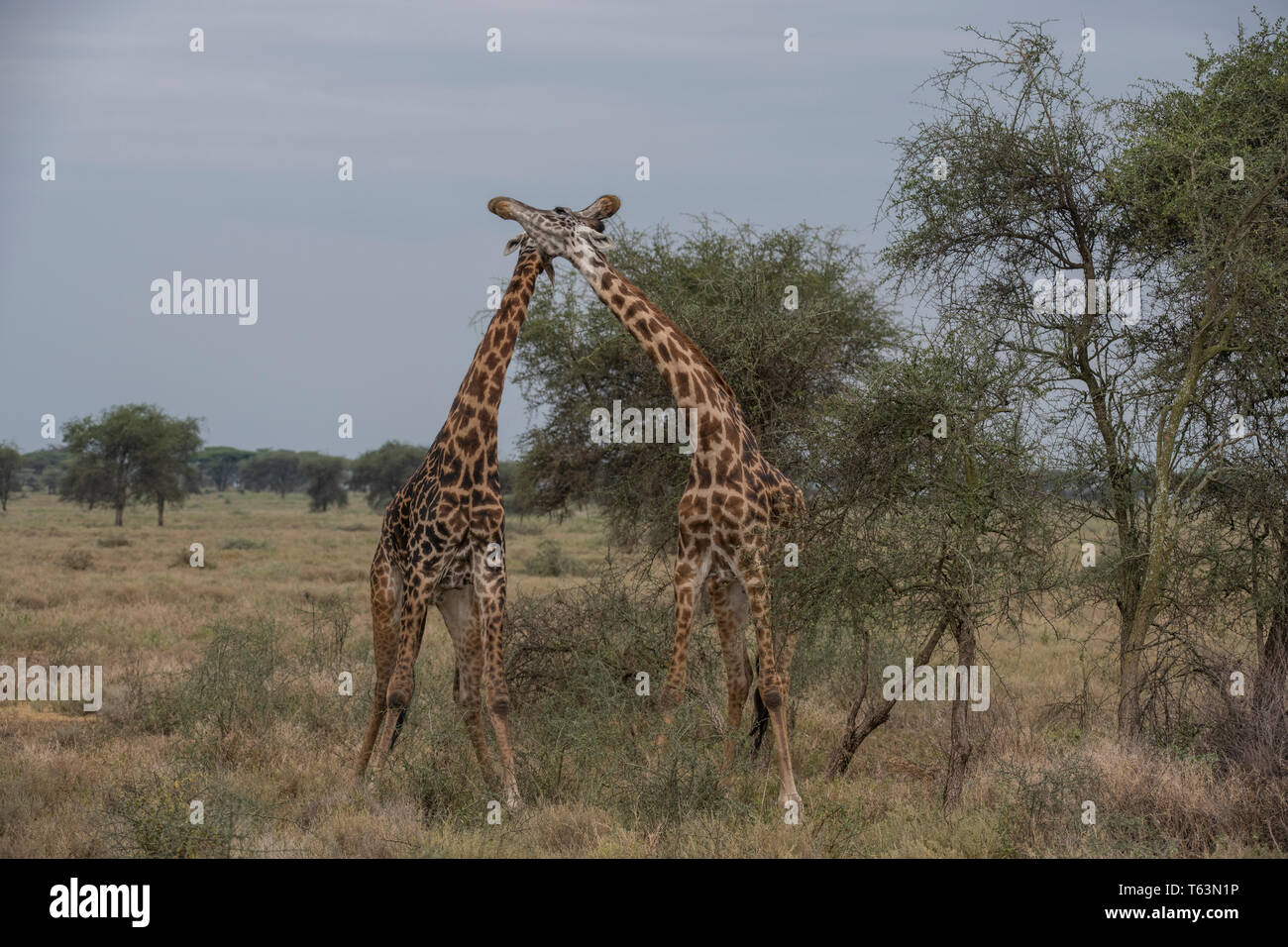Giraffen sparring, Tansania Stockfoto