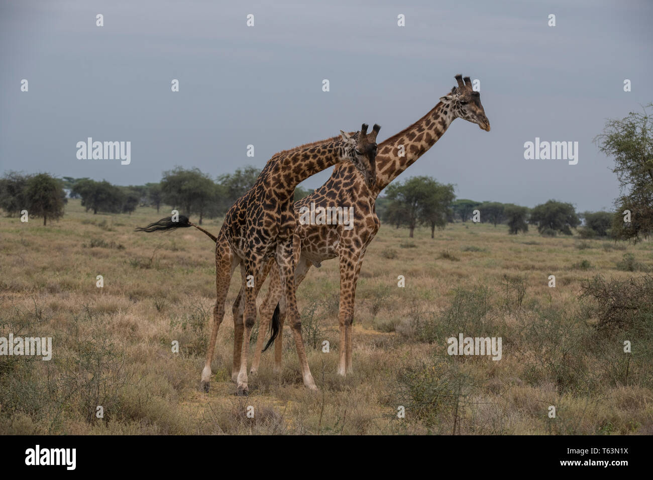 Giraffen sparring, Tansania Stockfoto