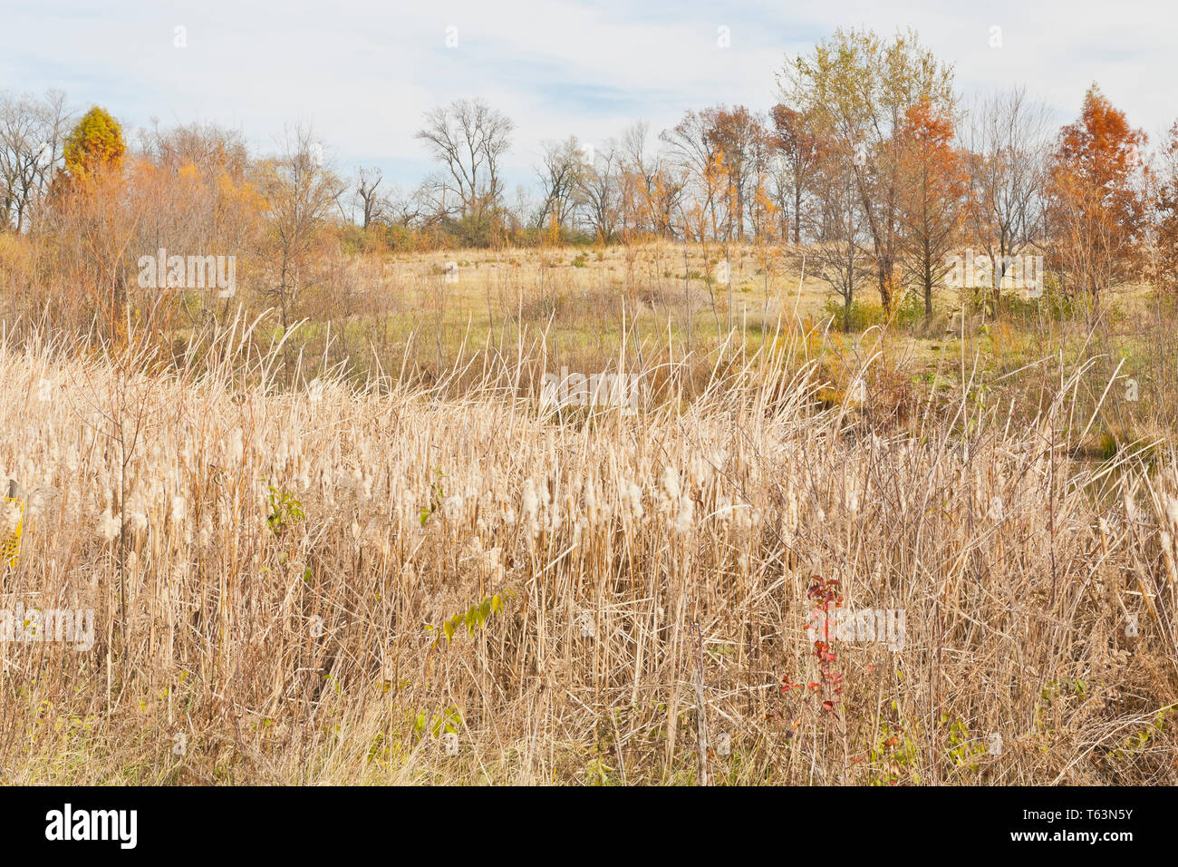 Ein Feld von rohrkolben mit einigen kahlen Zypressen trägt rötlich-braune Herbstlaub im Hintergrund an der St. Louis Bellefontaine Conservation Area. Stockfoto
