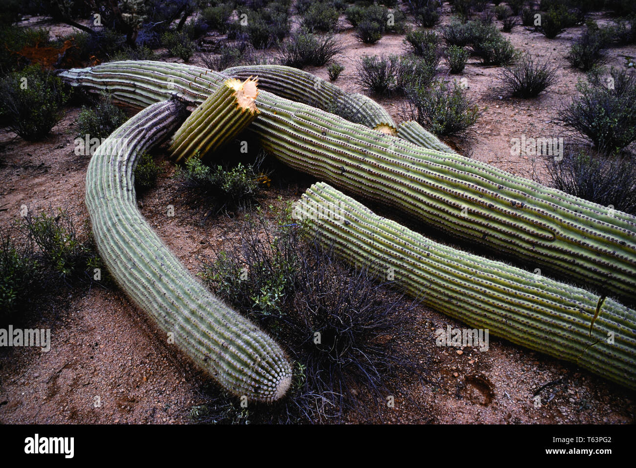 Tod von Saguaro Kaktus Stockfoto